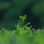 découvrez le thé darjeeling, surnommé le 'thé des champs de caresse des éléphants'. originaire des montagnes de l'himalaya, ce thé réputé est apprécié pour son goût délicat, ses arômes floraux et ses notes fruitées. idéal pour une pause ou une dégustation raffinée, le thé darjeeling émerveillera vos sens et vous transportera en inde.