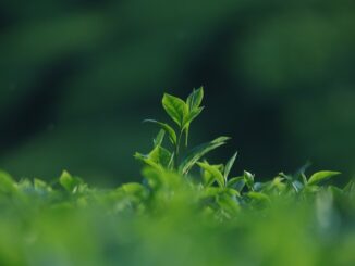 découvrez le thé darjeeling, surnommé le 'thé des champs de caresse des éléphants'. originaire des montagnes de l'himalaya, ce thé réputé est apprécié pour son goût délicat, ses arômes floraux et ses notes fruitées. idéal pour une pause ou une dégustation raffinée, le thé darjeeling émerveillera vos sens et vous transportera en inde.