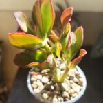 une petite plante crassula en pot posée sur une table