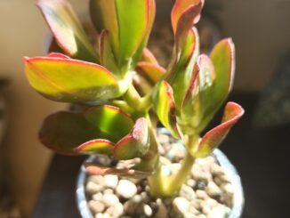 une petite plante crassula en pot posée sur une table