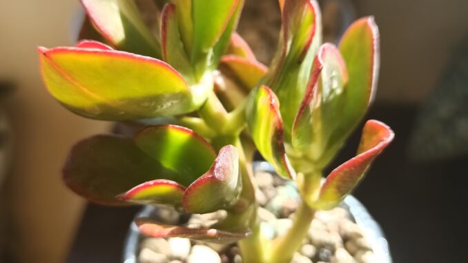 une petite plante crassula en pot posée sur une table