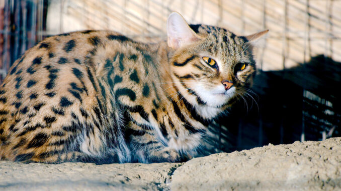 Le Chat le Plus Rare du Monde : Le Felis nigripes