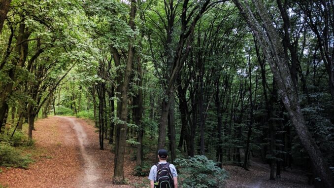 Actualité et Informations pour Orienter Notre Choix : L’Importance de la Connaissance dans la Prise de Décision homme debout au milieu des bois qui doit orienter nos choix