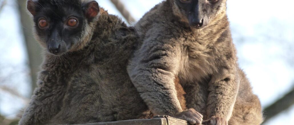 Mamoudzou, cœur vibrant de Mayotte dans l'océan Indien
