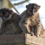 Mamoudzou, cœur vibrant de Mayotte dans l'océan Indien