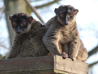 Mamoudzou, cœur vibrant de Mayotte dans l'océan Indien